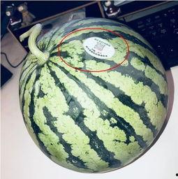 网红吃瓜一般在哪里看到,揭秘热门平台瓜圈聚集地